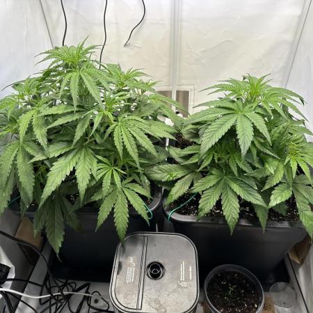 Pineapple Express F1 Zamnesia