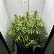 Gorilla Cookies 420FB