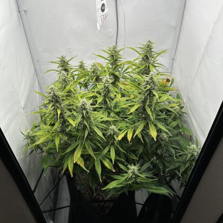 Gorilla Cookies 420FB