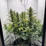 Gorilla Cookies 420FB