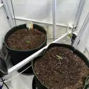 RQS Milky Way F1 & GOAT'lato Auto