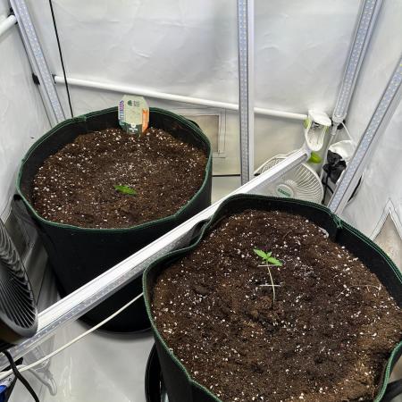 RQS Milky Way F1 & GOAT'lato Auto