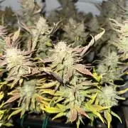 Gorilla Z FB420 X Green Gelato Auto RQS