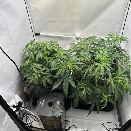 RQS Milky Way F1 X FB420 Strawbry Banana
