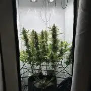 Gorilla Cookies 420FB