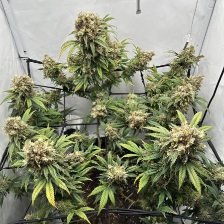 PowerPlant photo X Greenception GCx4-PWR