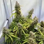 Zamnesia Wurlz F1 & Blue Cheese F1