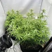 Zamnesia Wurlz F1 & Blue Cheese F1