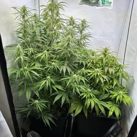Pineapple Express F1 Zamnesia