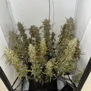 Gorilla Cookies 420FB