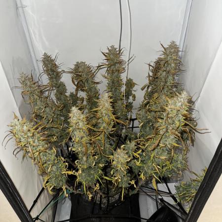 Gorilla Cookies 420FB