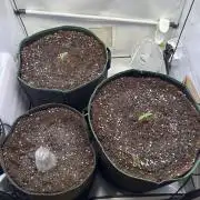 Zamnesia Wurlz F1 & Blue Cheese F1