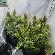 Zamnesia Wurlz F1 & Blue Cheese F1
