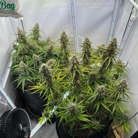 Zamnesia Wurlz F1 & Blue Cheese F1
