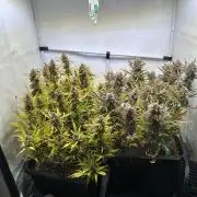 Gorilla Z FB420 X Green Gelato Auto RQS