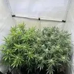 Gorilla Z FB420 X Green Gelato Auto RQS