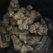 Zamnesia Wurlz F1 & Blue Cheese F1