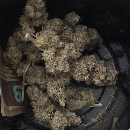 Zamnesia Wurlz F1 & Blue Cheese F1