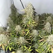 RQS Milky Way F1 X FB420 Strawbry Banana