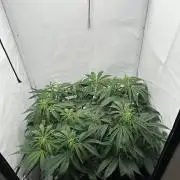 Gorilla Cookies 420FB