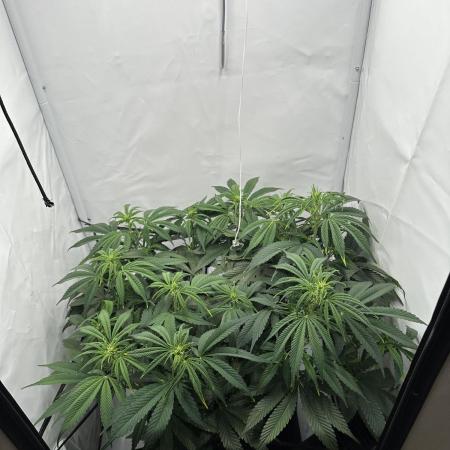 Gorilla Cookies 420FB