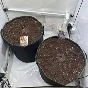 Zamnesia Wurlz F1 & Blue Cheese F1