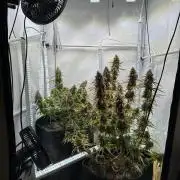 Zamnesia Wurlz F1 & Blue Cheese F1