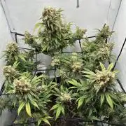 PowerPlant photo X Greenception GCx4-PWR