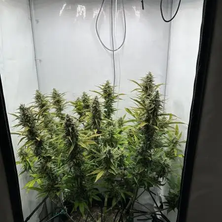 Gorilla Cookies 420FB