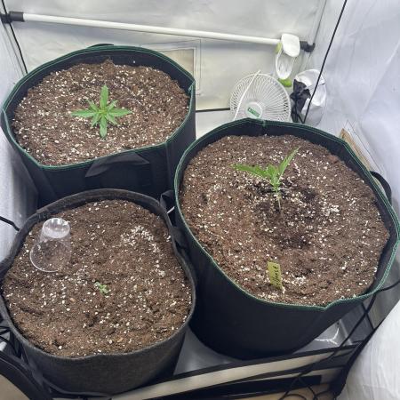 Zamnesia Wurlz F1 & Blue Cheese F1