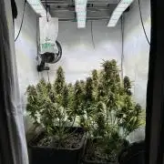 RQS Milky Way F1 X FB420 Strawbry Banana