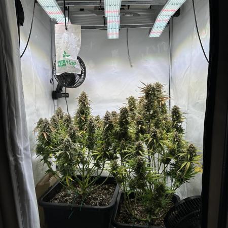 RQS Milky Way F1 X FB420 Strawbry Banana