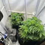 RQS Milky Way F1 & GOAT'lato Auto