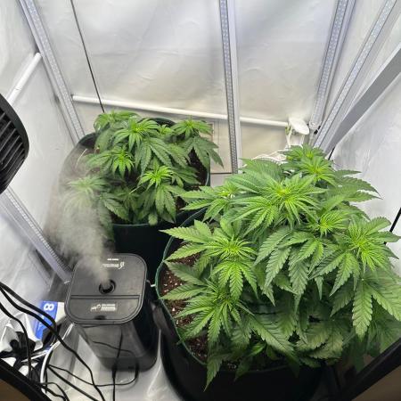RQS Milky Way F1 & GOAT'lato Auto