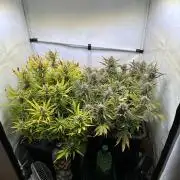 Gorilla Z FB420 X Green Gelato Auto RQS