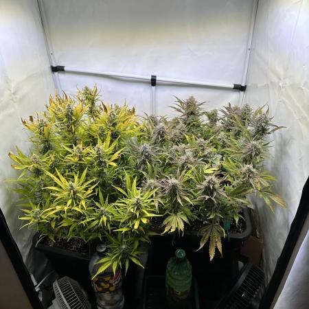 Gorilla Z FB420 X Green Gelato Auto RQS