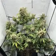 PowerPlant photo X Greenception GCx4-PWR