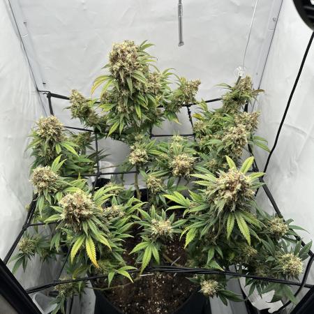 PowerPlant photo X Greenception GCx4-PWR