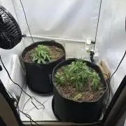 Zamnesia Wurlz F1 & Blue Cheese F1