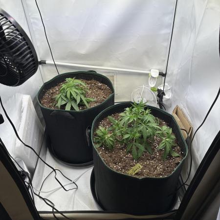 Zamnesia Wurlz F1 & Blue Cheese F1