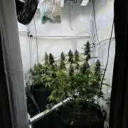 Zamnesia Wurlz F1 & Blue Cheese F1