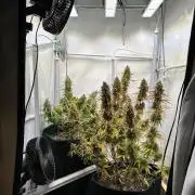 Zamnesia Wurlz F1 & Blue Cheese F1