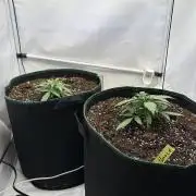 Zamnesia Wurlz F1 & Blue Cheese F1