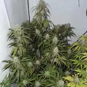 Pineapple Express F1 Zamnesia