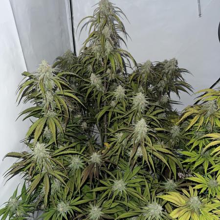 Pineapple Express F1 Zamnesia
