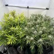 Gorilla Z FB420 X Green Gelato Auto RQS