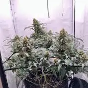 PowerPlant photo X Greenception GCx4-PWR
