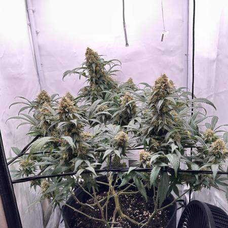 PowerPlant photo X Greenception GCx4-PWR