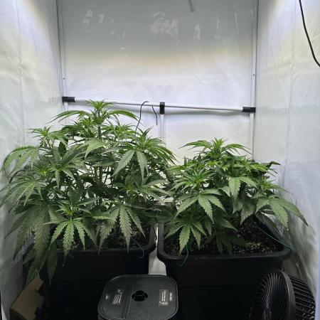 Pineapple Express F1 Zamnesia