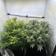 Gorilla Z FB420 X Green Gelato Auto RQS